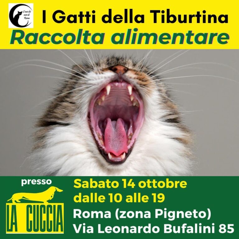 Raccolta pappe per i mici di strada